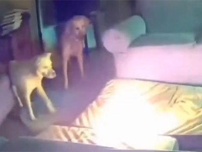 ALERTA! Cachorro acidentalmente inicia um inc�ndio ap�s mastigar um carregador port�til