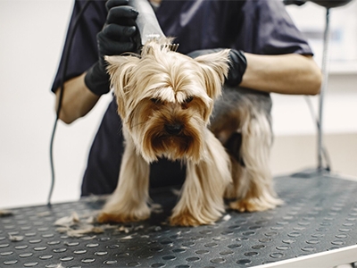 Tradi��o e Qualidade em Banho e Tosa em S�o Caetano do Sul desde 2017