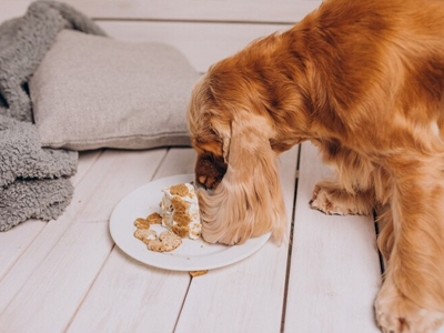 Seu cachorro ingeriu um alimento t�xico - o que fazer?