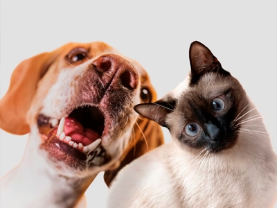 Os nomes e as ra�as mais comuns dos pets no Brasil em 2023