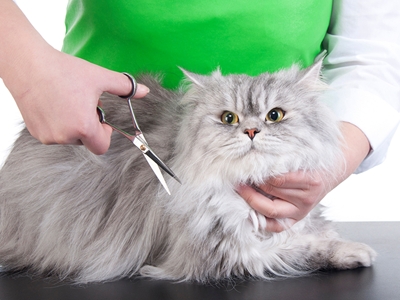 Banho e Tosa em Felinos