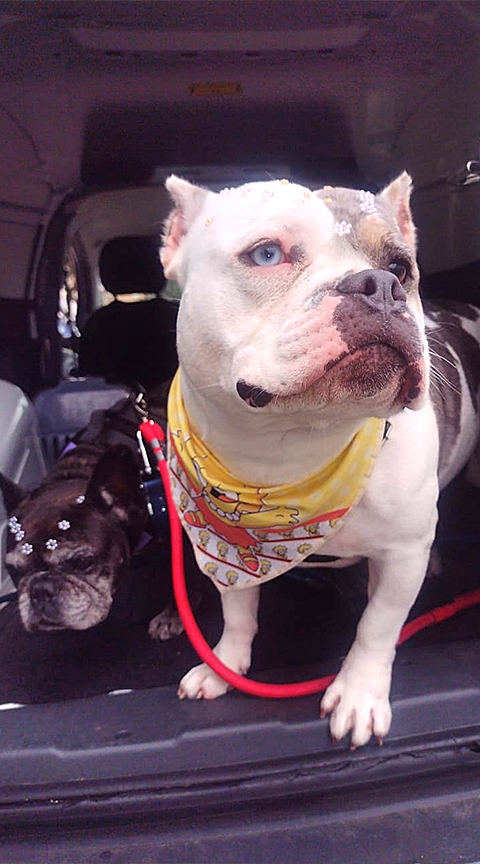 Taxi Dog - For Pet S�o Caetano