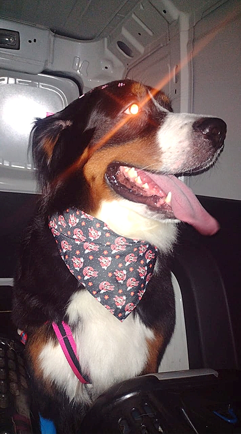 Taxi Dog - For Pet S�o Caetano