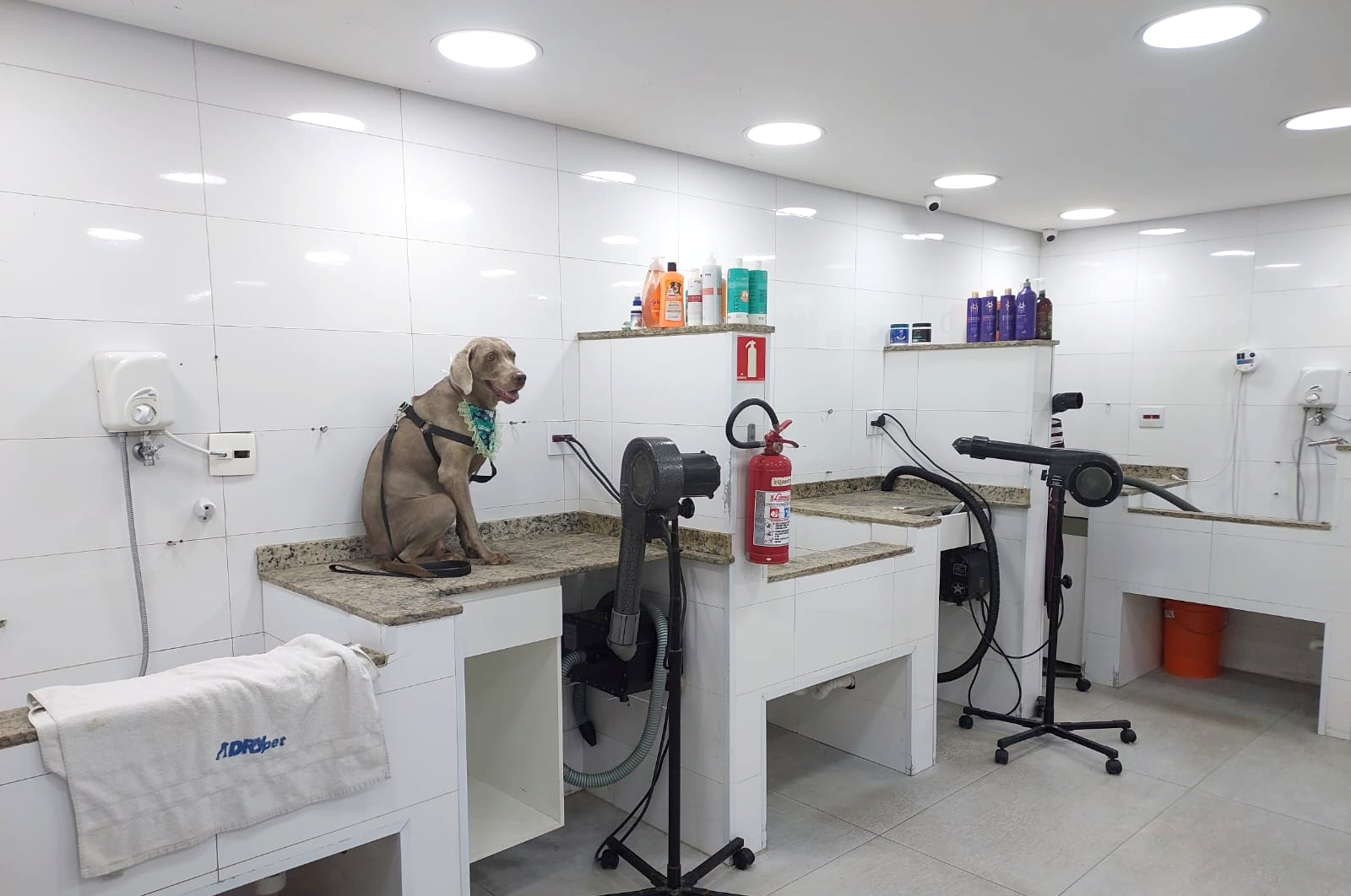 Banho e Tosa - For Pet S�o Caetano