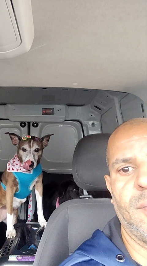 Taxi Dog - For Pet S�o Caetano