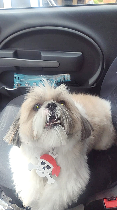 Taxi Dog - For Pet S�o Caetano